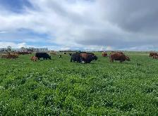 Farm fresh Beef! - Photo 2