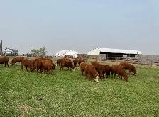 Farm fresh Beef! - Photo 8