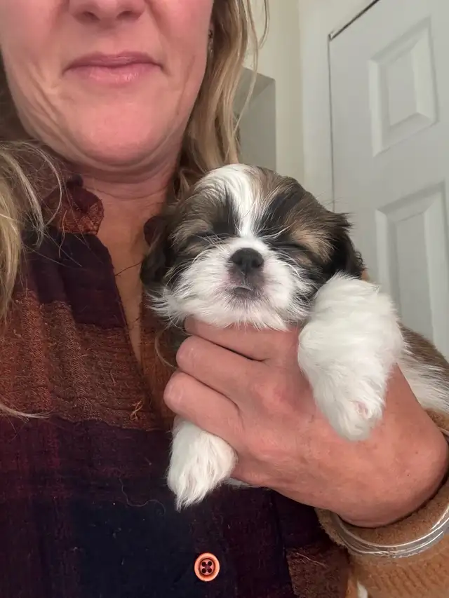 shihtzhu puppies