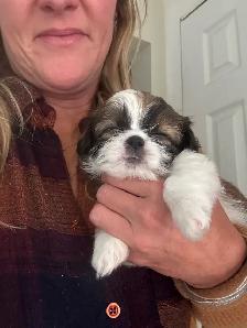 shihtzhu puppies