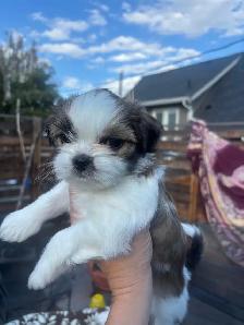 shihtzhu puppies - Photo 2