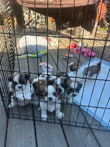 shihtzhu puppies - Photo 3