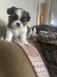 shihtzhu puppies - Photo 4