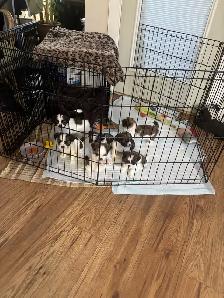 shihtzhu puppies - Photo 5