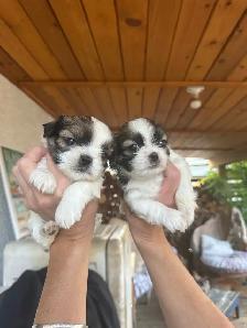 shihtzhu puppies - Photo 6