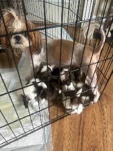 shihtzhu puppies - Photo 7