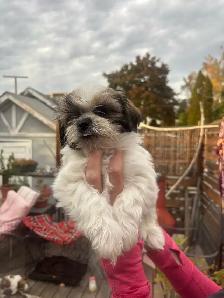 shihtzhu puppies - Photo 8