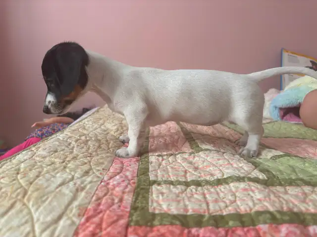 Mini Dachshund Female Puppy