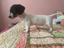 Mini Dachshund Female Puppy - Photo 2