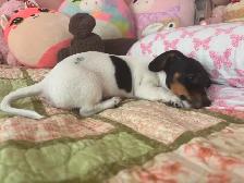 Mini Dachshund Female Puppy - Photo 3