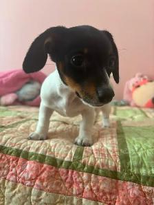 Mini Dachshund Female Puppy - Photo 4