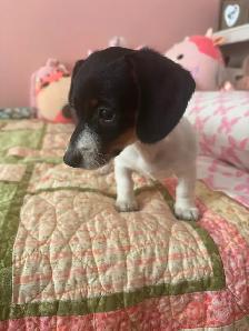 Mini Dachshund Female Puppy - Photo 5
