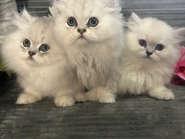 Chatons persans et himalayens
