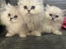 Chatons persans et himalayens
