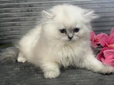Chatons persans et himalayens - Photo 2