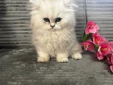 Chatons persans et himalayens - Photo 4