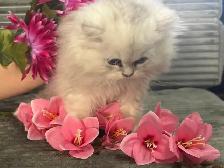Chatons persans et himalayens - Photo 5