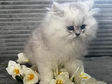 Chatons persans et himalayens - Photo 7
