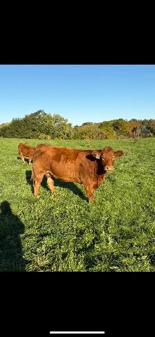 Beef Herd