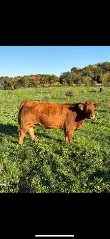 Beef Herd - Photo 2