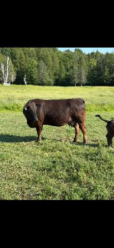 Beef Herd - Photo 3