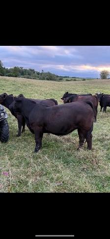 Beef Herd - Photo 4