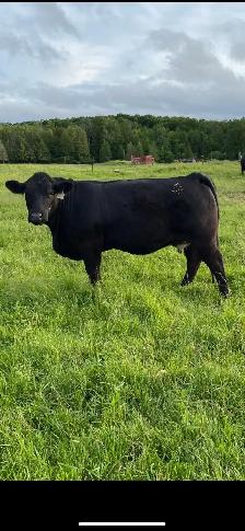 Beef Herd - Photo 5