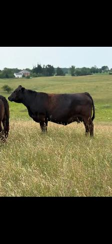 Beef Herd - Photo 6