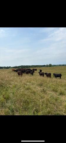 Beef Herd - Photo 7