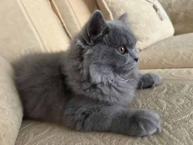 Scottish Straight Blue longhair kittens registered in CCA/AFC