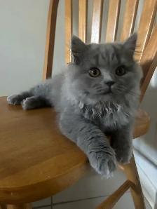 Scottish Straight Blue longhair kittens registered in CCA/AFC - Photo 2
