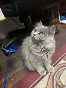 Scottish Straight Blue longhair kittens registered in CCA/AFC - Photo 4