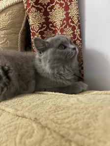 Scottish Straight Blue longhair kittens registered in CCA/AFC - Photo 6