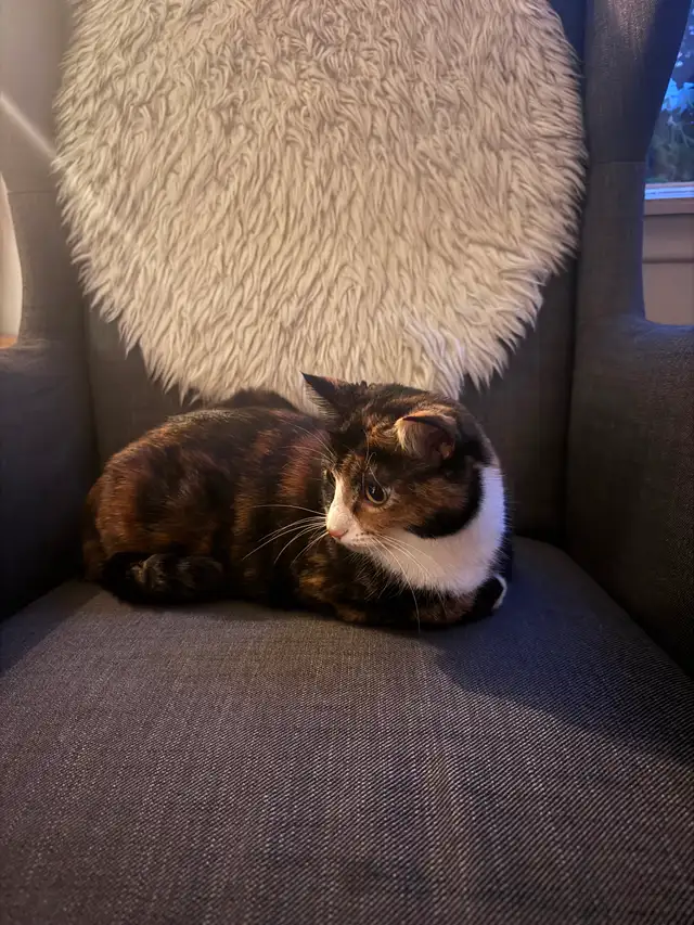 Very sweet 2 yr old cat. Please read why we’re rehoming her.