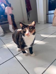 Very sweet 2 yr old cat. Please read why we’re rehoming her. - Photo 2