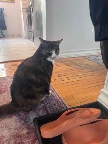 Very sweet 2 yr old cat. Please read why we’re rehoming her. - Photo 3
