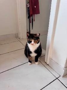 Very sweet 2 yr old cat. Please read why we’re rehoming her. - Photo 4