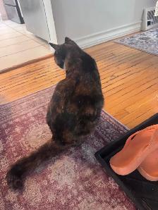 Very sweet 2 yr old cat. Please read why we’re rehoming her. - Photo 5