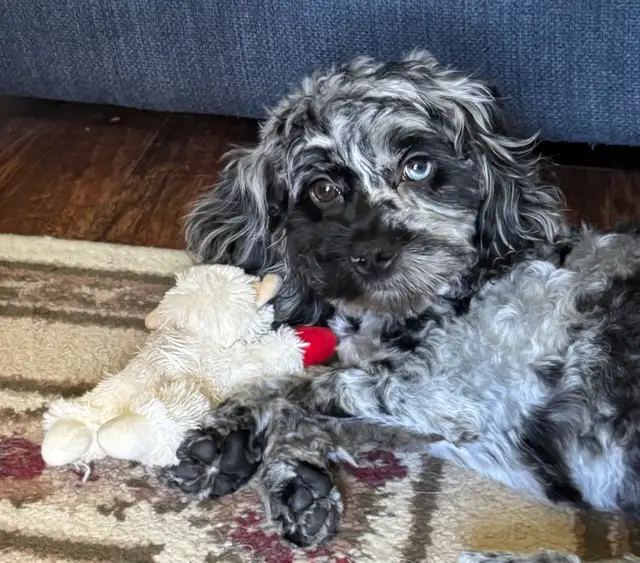 dog sitting daycare and overnight
