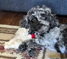 dog sitting daycare and overnight