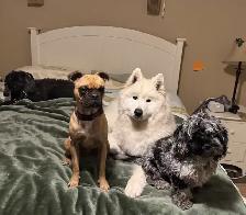 dog sitting daycare and overnight - Photo 2