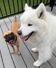 dog sitting daycare and overnight - Photo 3