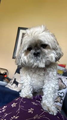 dog sitting daycare and overnight - Photo 5