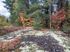 Lot for Sale - Alban (French River Area) - Photo 3