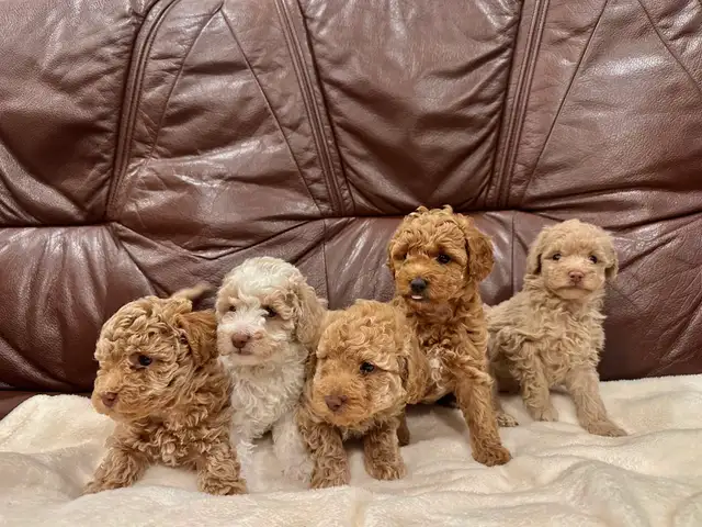 2 Left Miniature Poodle Puppies