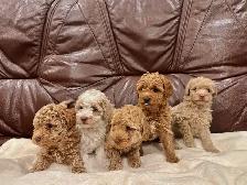 2 Left Miniature Poodle Puppies