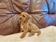 2 Left Miniature Poodle Puppies - Photo 3