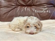 2 Left Miniature Poodle Puppies - Photo 4