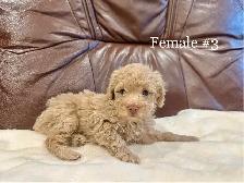 2 Left Miniature Poodle Puppies - Photo 6