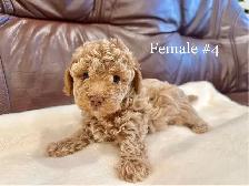 2 Left Miniature Poodle Puppies - Photo 7